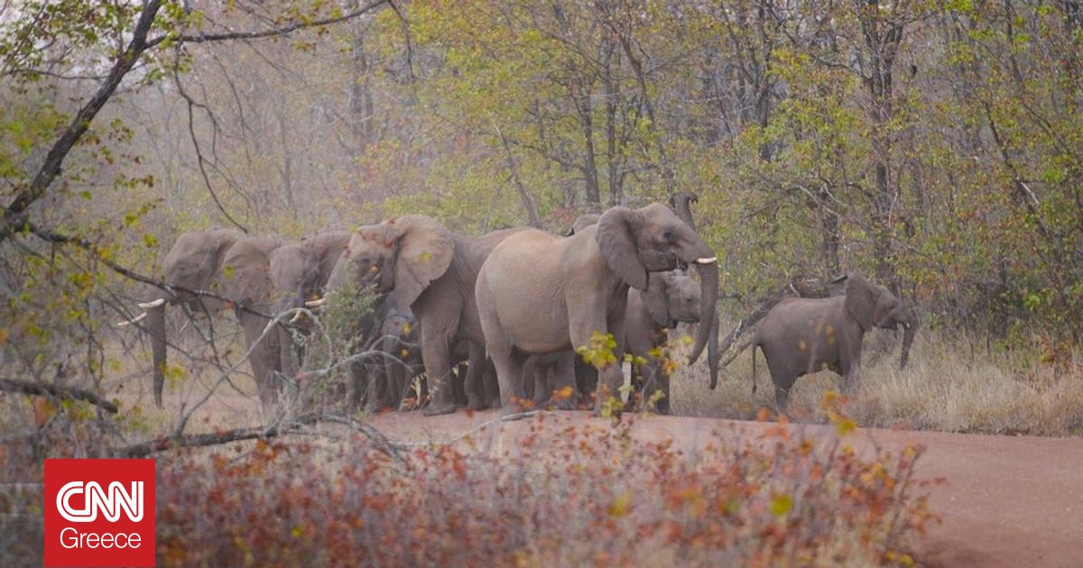 Ζιμπάμπουε: 50 «υπεράριθμοι» ελέφαντες στέλνονται σε σφαγή με άδεια των Αρχών