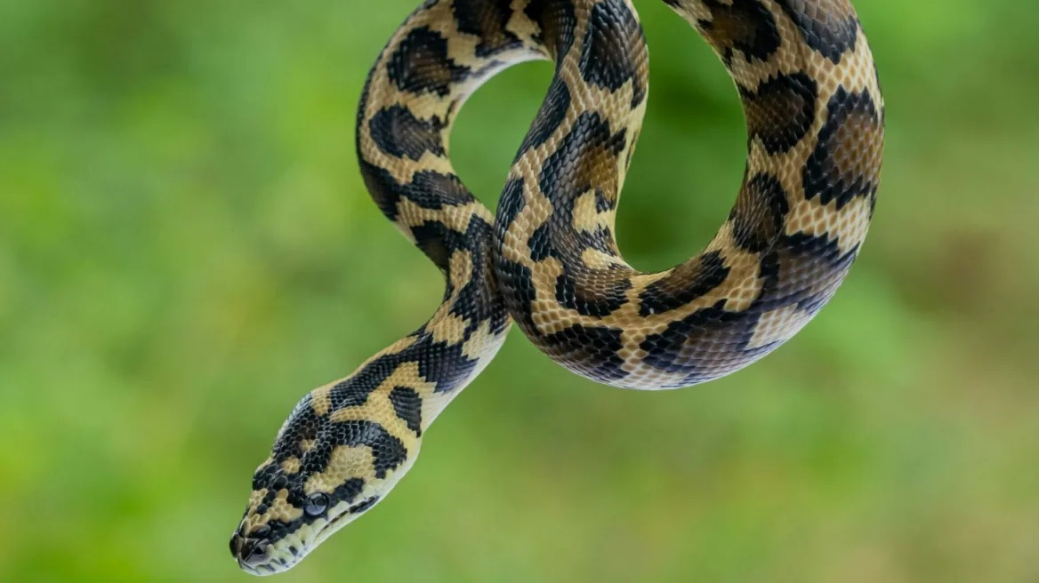 Φίδι δάγκωσε ηλικιωμένη στη Φωκίδα