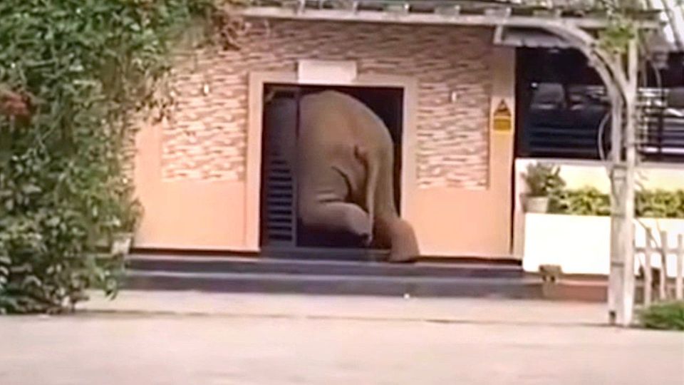 Ελέφαντας «μπούκαρε» σε πανεπιστήμιο της Ινδίας (VIDEO)