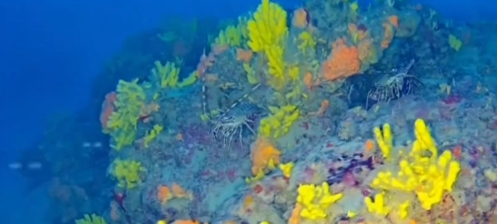 Σάμος: Τα κοράλλια της Μεσογείου κινδυνεύουν από την αλιεία