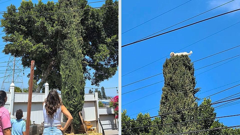 ΗΠΑ: Σκύλος σκαρφάλωσε σε δέντρο 10 μέτρων (VIDEO)