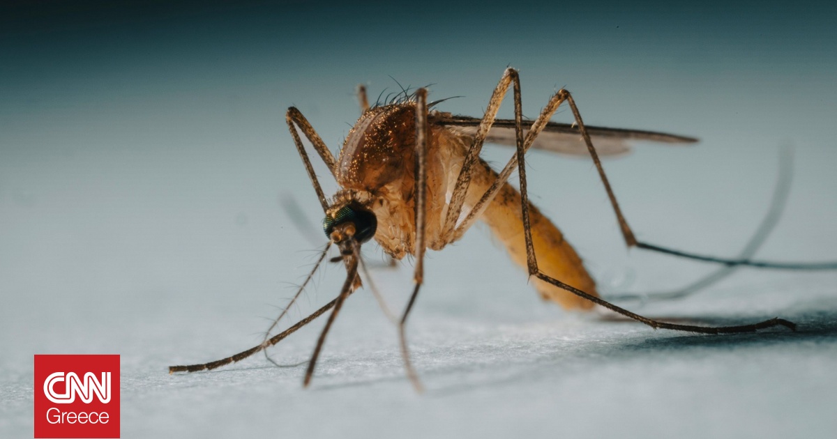 Αύξηση στις ασθένειες που μεταδίδονται από κουνούπια: Ρεκόρ κρουσμάτων στην Ευρώπη