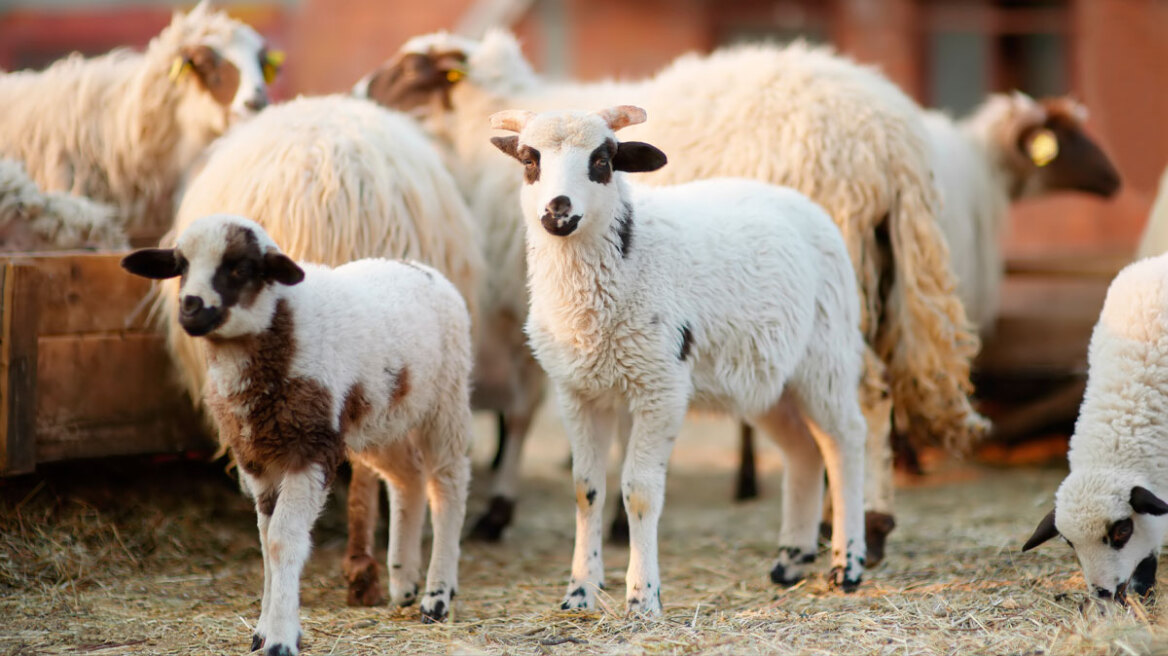 Δύο νέα κρούσματα της ευλογιάς των αιγοπροβάτων στην Π.Ε. Καρδίτσας
