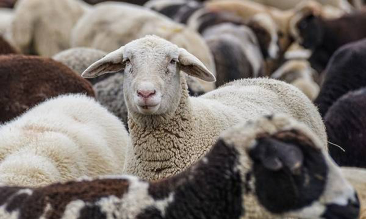 Αυξάνονται τα κρούσματα ευλογιάς των αιγοπροβάτων στην Π.Ε. Καρδίτσας