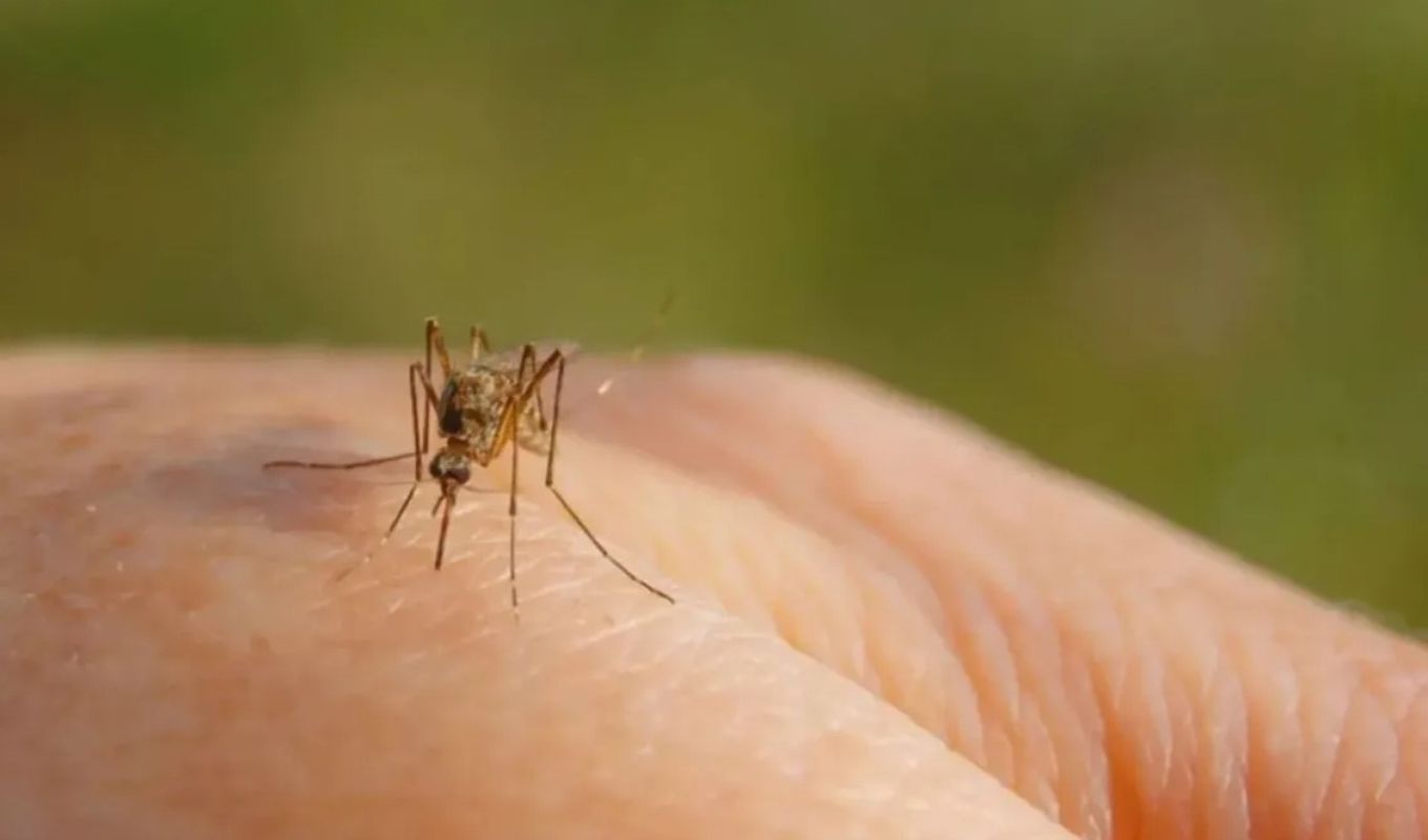 Πάρτε ουσιαστικά μέτρα προστασίας του πληθυσμού της Θεσσαλίας από τα κουνούπια, λόγω του ιού του Δυτικού Νείλου – ONLARISSA.GR Νέα Ειδήσεις Λάρισα