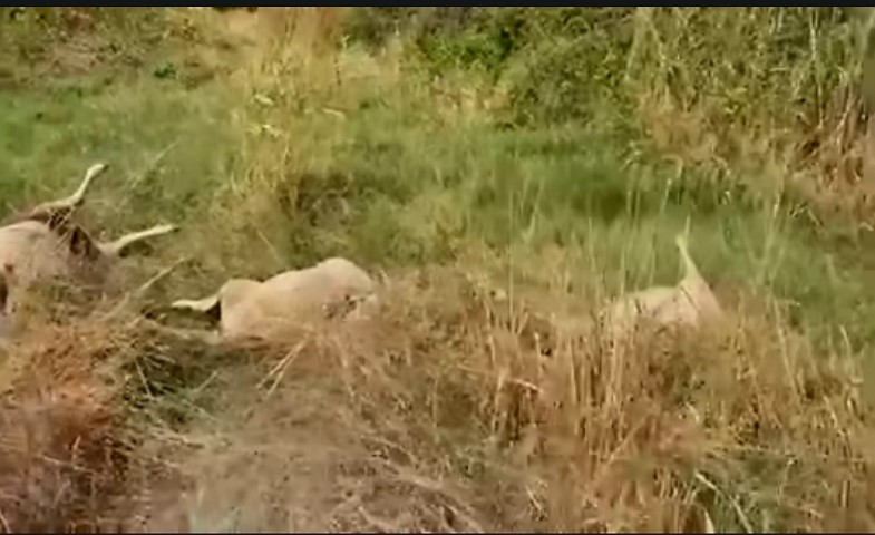 Πέταξαν νεκρά πρόβατα δίπλα στην εθνική οδό Τρικάλων-Λάρισας – ONLARISSA.GR Νέα Ειδήσεις Λάρισα