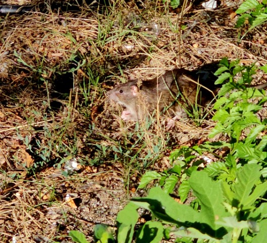 Τρίκαλα: Αρουραίος βγήκε στις όχθες του Ληθαίου (βίντεο)