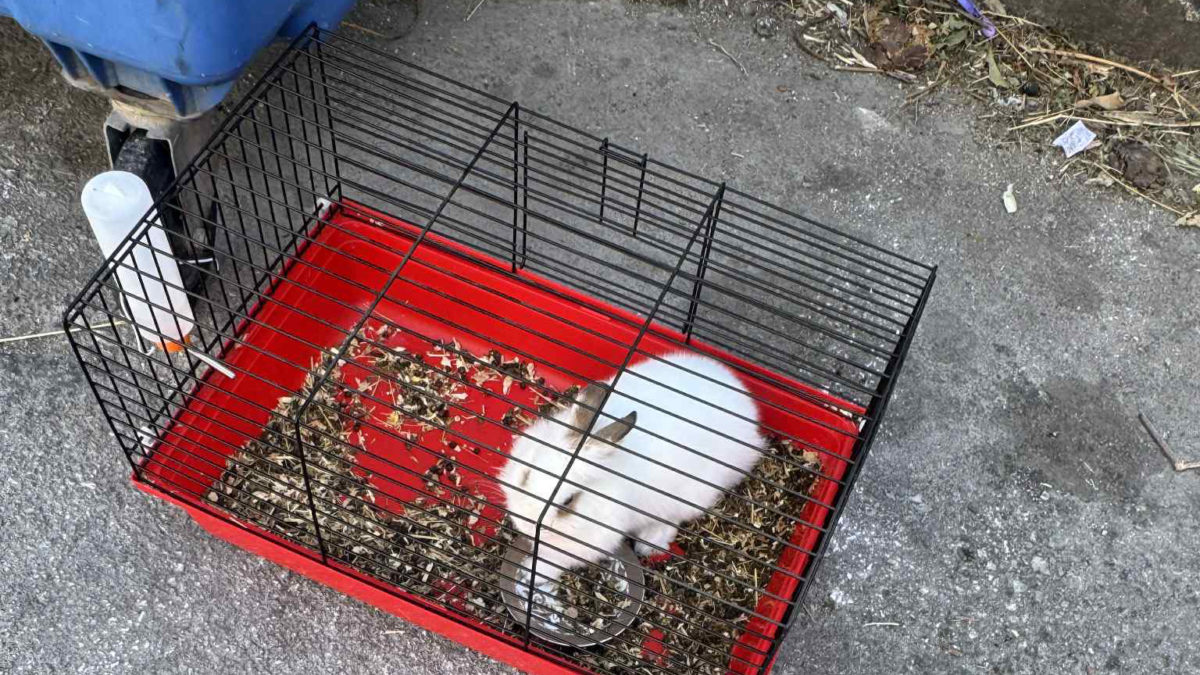 Κουνελάκι εγκαταλείφθηκε σε κάδο σκουπιδιών – ONLARISSA.GR Νέα Ειδήσεις Λάρισα