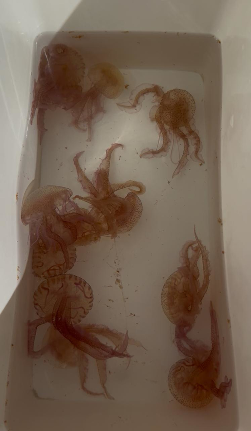 Συνάντηση εργασίας για το πρόβλημα των μωβ μεδουσών στον βόρειο Ευβοϊκό κόλπο