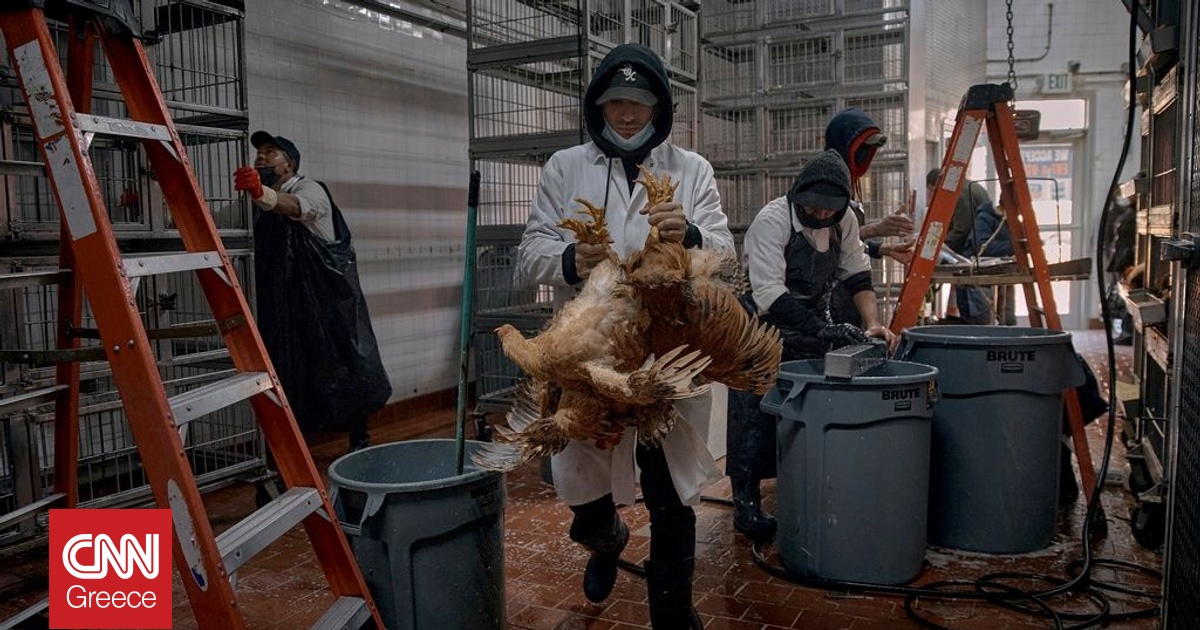 Βουλγαρία: Συναγερμός για κρούσματα γρίπης των πτηνών σε φάρμες