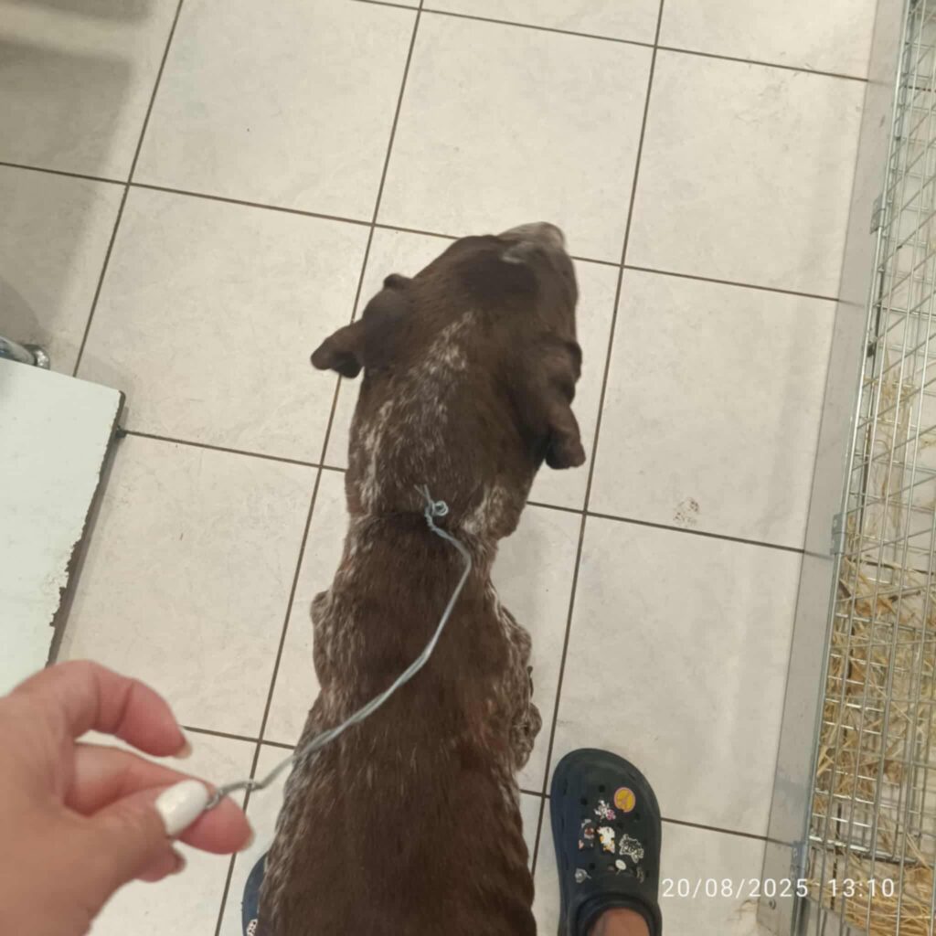 Σώθηκε η σκυλίτσα που είχε παραμορφωθεί από την συρμάτινη θηλιά στο λαιμό της