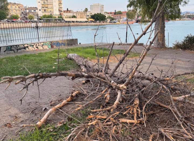 Μήπως πρέπει να πάρει σκούπα η Κυβέρνηση και να διώξει τους κηφήνες;