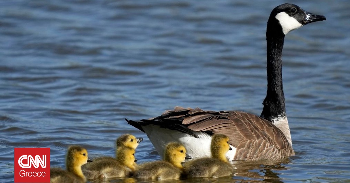 Στα μαχαίρια Νορβηγία και Σουηδία για μια… χήνα με καταγωγή από τη Ρωσία