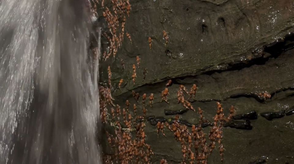 Γατόψαρα απαθανατίστηκαν να «σκαρφαλώνουν» καταρράκτη στην Βραζιλία