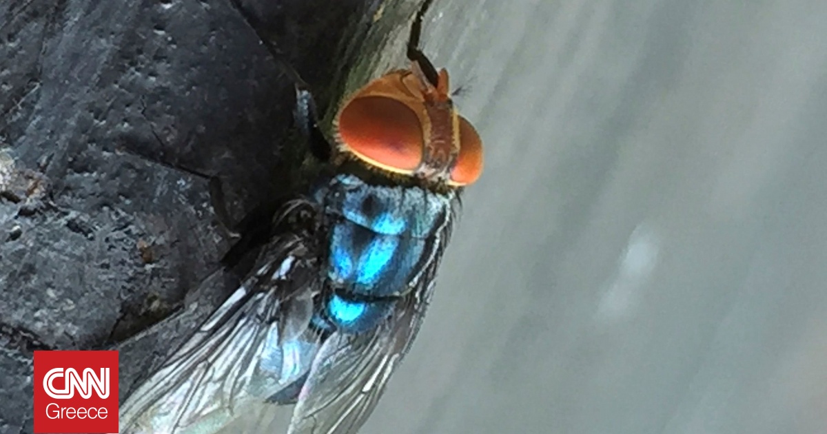 Οι ΗΠΑ επιβεβαίωσαν το πρώτο κρούσμα του παρασίτου «screwworm» που τρώει ανθρώπινη σάρκα