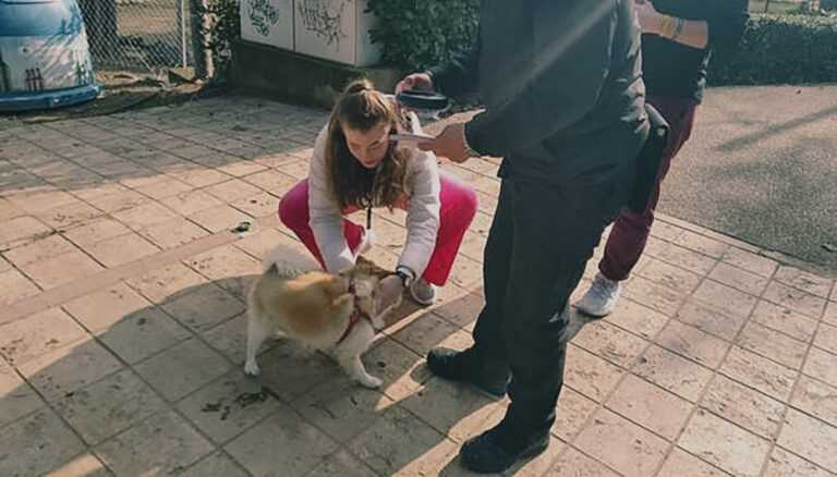 Καβάλα: Ξεκίνησαν οι έλεγχοι για «τσιπ» σε ζώα συντροφιάς. Δεν βεβαιώθηκαν παραβάσεις