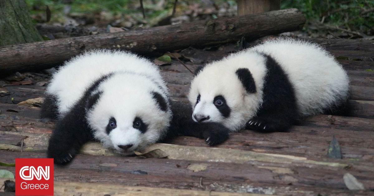 Τα νεότερα δίδυμα πάντα του Βερολίνου γιόρτασαν τα πρώτα τους γενέθλια