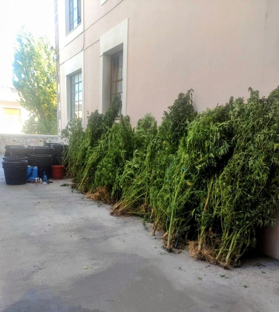 Λέσβος: Δύο χασισοφυτείες με 126 δενδρύλλια κάνναβης