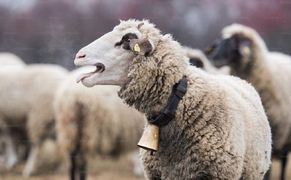 Συνελήφθησαν για παράνομη μετακίνηση αιγοπροβάτων σε απαγορευμένη ζώνη λόγω ευλογιάς