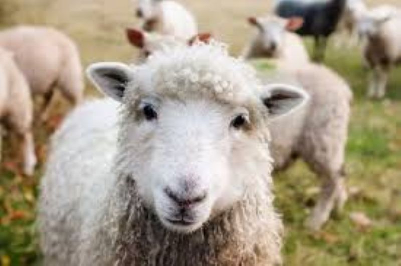 Απόφαση λήψης μέτρων σε μολυσμένη Περιφερειακή Ενότητα – Οριοθέτηση απαγορευμένων ζωνών λόγω επιβεβαίωσης εστιών ευλογιάς των αιγοπροβάτων στην Ελλάδα