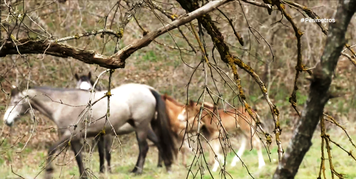 Για τα προβλήματα στη διαχείριση των ιπποειδών ενημερώθηκαν 30 Αστυνομικοί από το Β. Αιγαίο