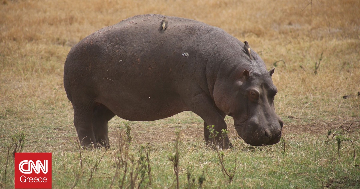 Ακτή Ελεφαντοστού: Ιπποπόταμος βύθισε πλοιάριο – 11 αγνοούμενοι