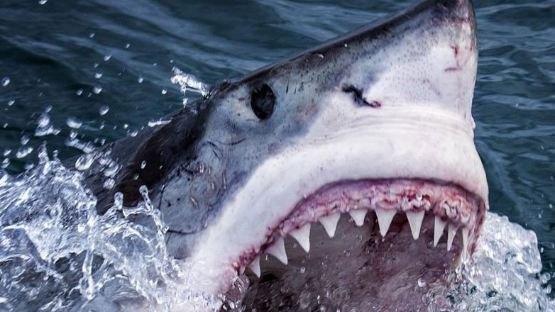 Σίδνεϊ: Σέρφερ σκοτώθηκε από επίθεση καρχαρία