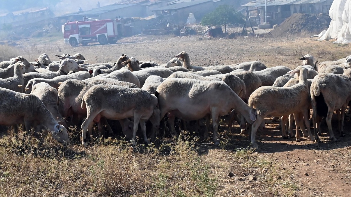 Ευλογιά προβάτων στον Αλμυρό – Τέσσερα επιβεβαιωμένα κρούσματα και ταφή στη… Λάρισα