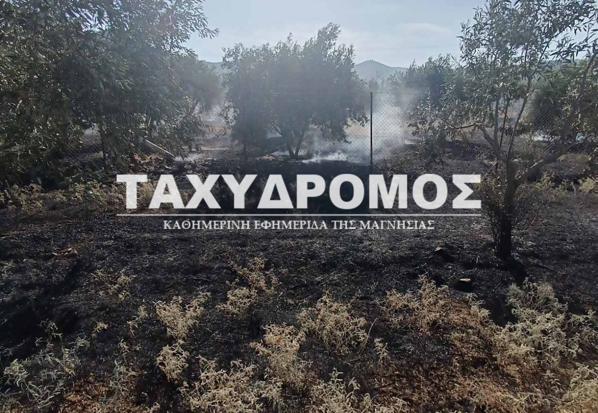 Υπό έλεγχο τέθηκε η φωτιά στο Διμήνι που κατέκαψε ελαιόδενδρα – ONLARISSA.GR Νέα Ειδήσεις Λάρισα