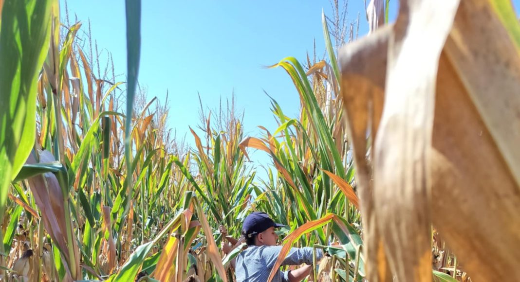 Αγριογούρουνα «ρήμαξαν» ξανά καλλιέργειες καλαμποκιού στο Δροσερό (φωτο)