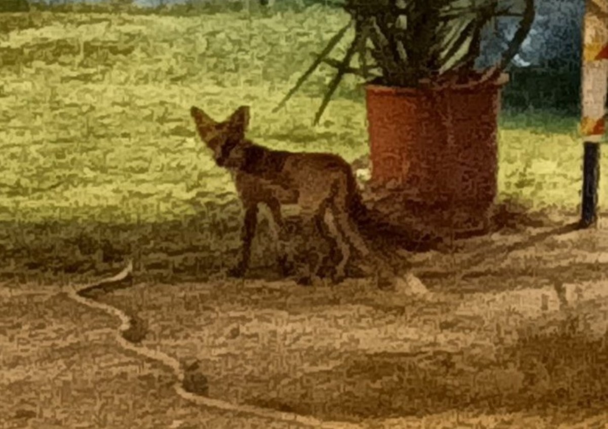 Βγήκε βόλτα αλεπού στον Βόλο – ONLARISSA.GR Νέα Ειδήσεις Λάρισα