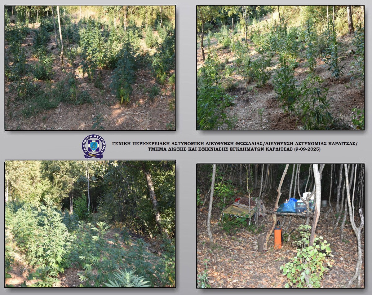 Φυτεία κάνναβης στην Καρδίτσα: Πάνω από 1000 δενδρύλλια κατάσχεσε η αστυνομία (φώτο