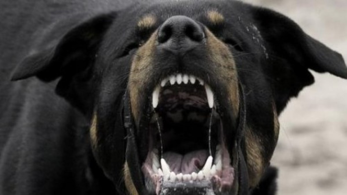 Επίθεση αδέσποτων σε 88χρονο έξω από Δημοτικό Σχολείο – Σοκαρισμένα παιδιά, αναστάτωση στην τοπική κοινωνία – ONLARISSA.GR Νέα Ειδήσεις Λάρισα