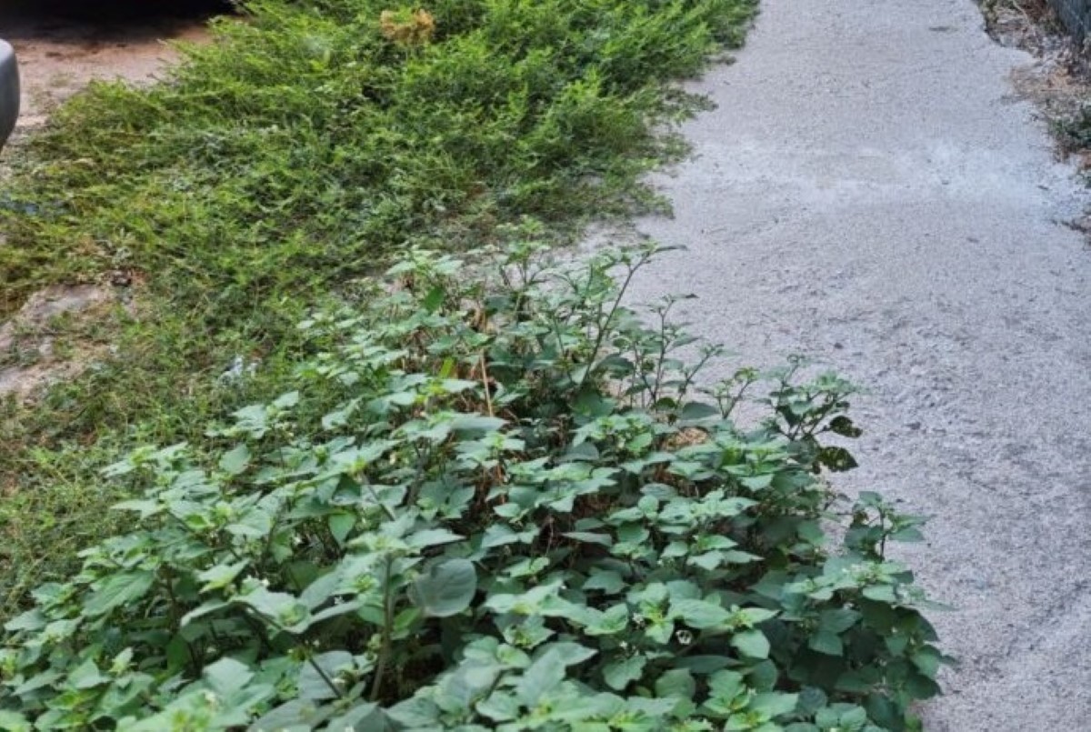 Πεζοδρόμιο – ζούγκλα στο κέντρο του Βόλου (φώτο) – ONLARISSA.GR Νέα Ειδήσεις Λάρισα