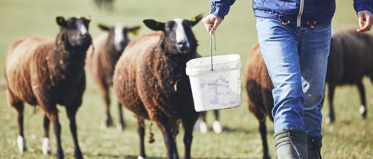 Σύλληψη βοσκού που αγνόησε τα μέτρα για την ευλογιά των αιγοπροβάτων – ONLARISSA.GR Νέα Ειδήσεις Λάρισα