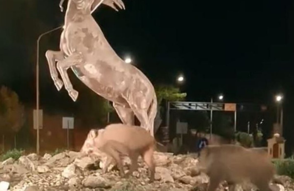 Eμφάνιση αγριογούρουνων στον κόμβο της Γορίτσας – ONLARISSA.GR Νέα Ειδήσεις Λάρισα