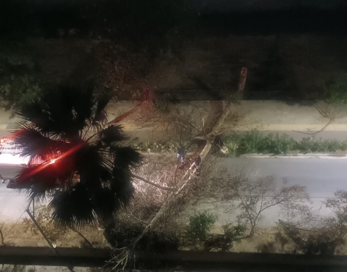 Ζημιές σε αυτοκίνητα, από πτώσεις σπασμένων κλαδιών δέντρων – ONLARISSA.GR Νέα Ειδήσεις Λάρισα