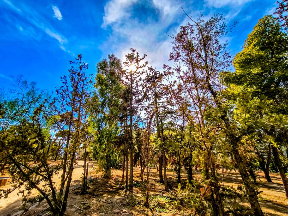 Ισχυροί άνεμοι έως 7 μποφόρ αύριο Παρασκευή – ONLARISSA.GR Νέα Ειδήσεις Λάρισα