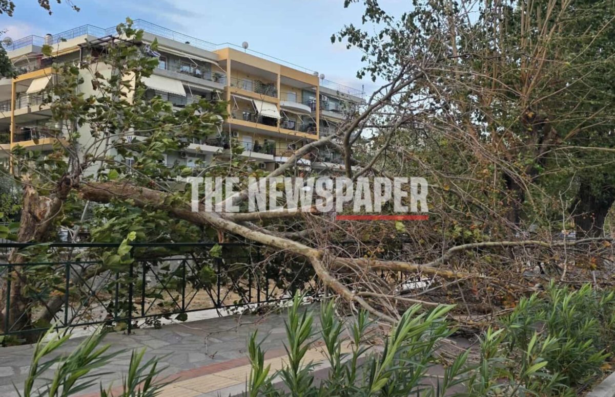 Πώς θα αποζημιωθούν οι ιδιοκτήτες ΙΧ που καταπλακώθηκαν από δέντρα – ONLARISSA.GR Νέα Ειδήσεις Λάρισα