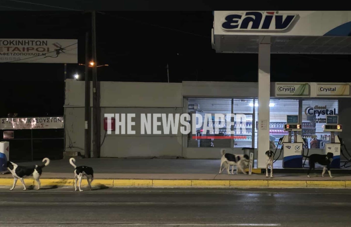 Αγέλη αδέσποτων σκορπά τον φόβο στον Βόλο (φώτο) – ONLARISSA.GR Νέα Ειδήσεις Λάρισα