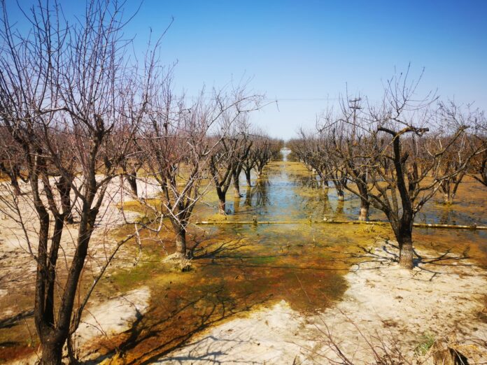 Άλλαξαν στα χαρτιά καλλιέργειες για χρυσές αποζημιώσεις μετά τον Daniel – ONLARISSA.GR Νέα Ειδήσεις Λάρισα