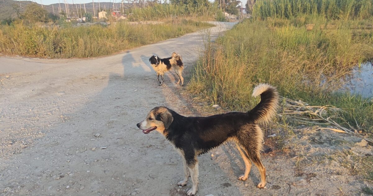 Συνεχείς διαμαρτυρίες στην Εισαγγελία Βόλου για τα αδέσποτα στα Καλά Νερά