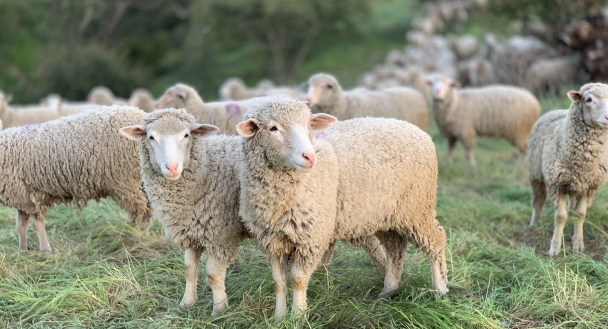 Επιστημονικές απόψεις σχετικά με την έναρξη της ευλογιάς των προβάτων στη χώρα – ONLARISSA.GR Νέα Ειδήσεις Λάρισα