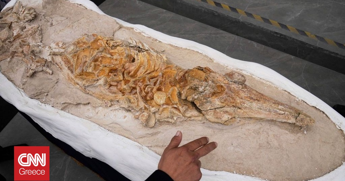 Απολίθωμα δελφινιού ηλικίας 12 εκατομμυρίων ετών εντοπίστηκε στο νότιο Περού