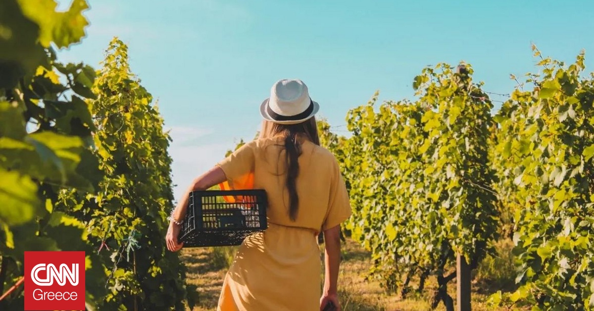 Αμπελώνες σε Σλοβενία και Ιταλία μετατράπηκαν σε διασυνοριακό Πάρκο Τέχνης