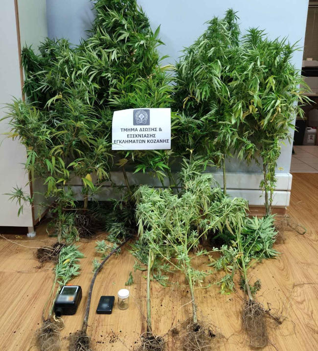 Συνελήφθη 39χρονος σε περιοχή της Κοζάνης για καλλιέργεια δενδρυλλίων κάνναβης και κατοχή ναρκωτικών