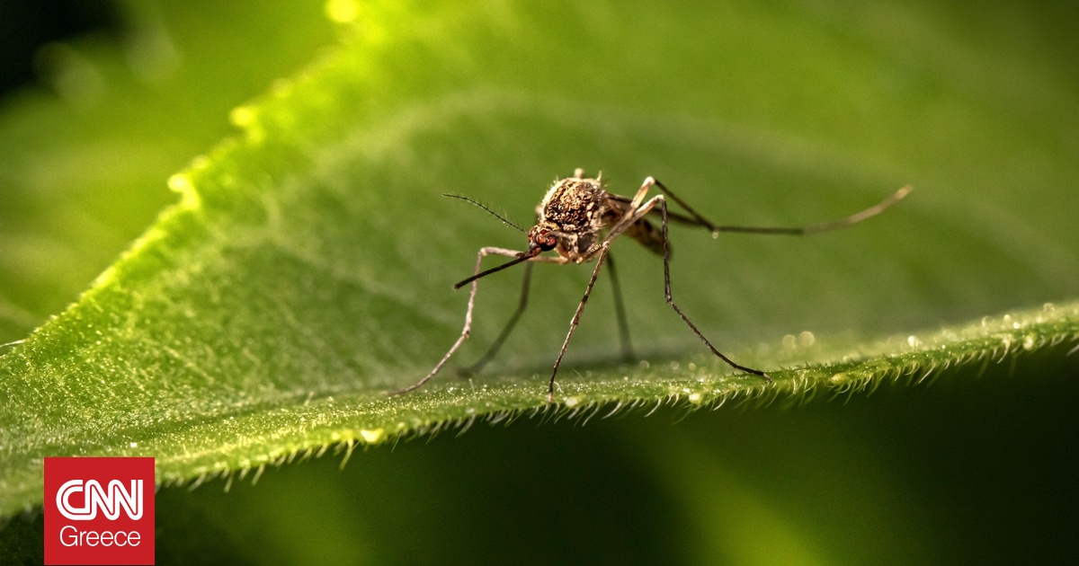 Οι ειδικοί απαντούν: Ποια χώρα δεν «επισκέπτονται» τα κουνούπια και γιατί
