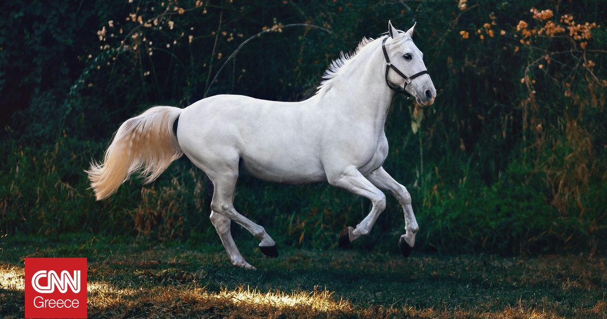 Η μοναδική μετάλλαξη που έκανε τα άλογα ιππεύσιμα – Πώς άλλαξε την ανθρώπινη ιστορία