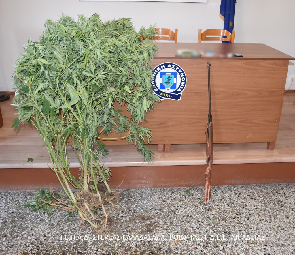 Είχε φυτεία κάνναβης στο σπίτι του σε περιοχή της Λιβαδειάς
