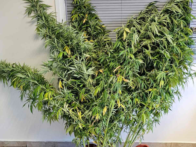 Εντοπίστηκε καλλιέργεια κάνναβης, σε ποιμνιοστάσιο σε περιοχή της Βοιωτίας